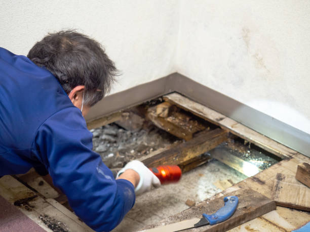 Best Commercial Mold Removal  in Corinth, MS
