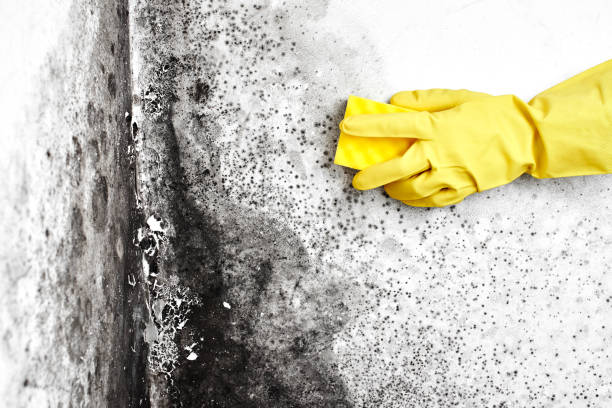 Best Home Mold Removal  in Corinth, MS