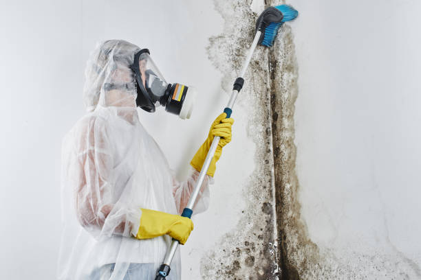 Best Mold Remediation Services  in Corinth, MS
