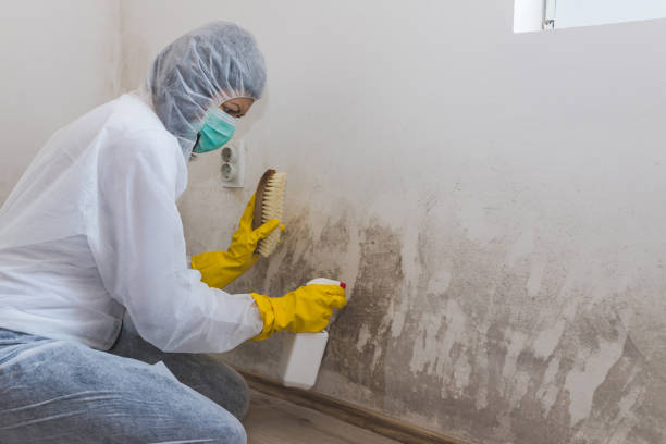 Best Certified Mold Removal  in Corinth, MS