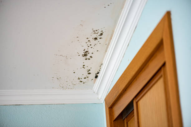 Best Emergency Mold Removal  in Corinth, MS