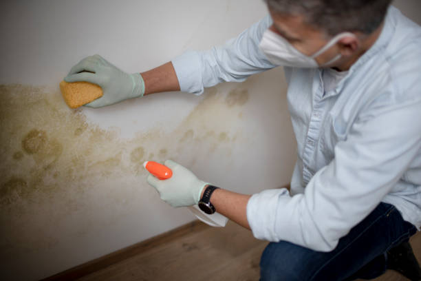 Best Mold Removal and Inspection  in Corinth, MS