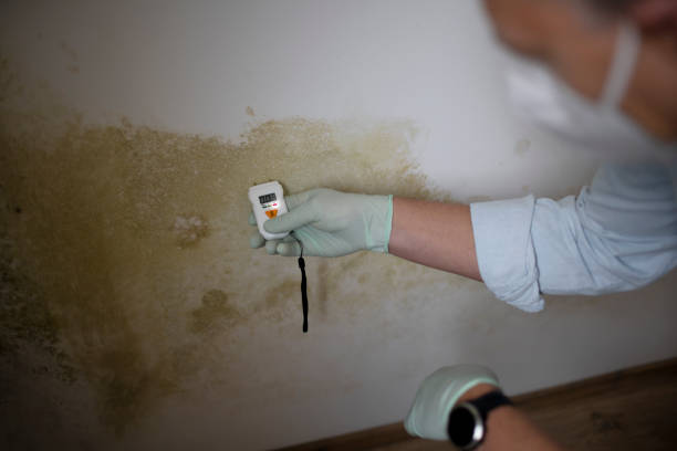 Best Office Mold Removal Services  in Corinth, MS