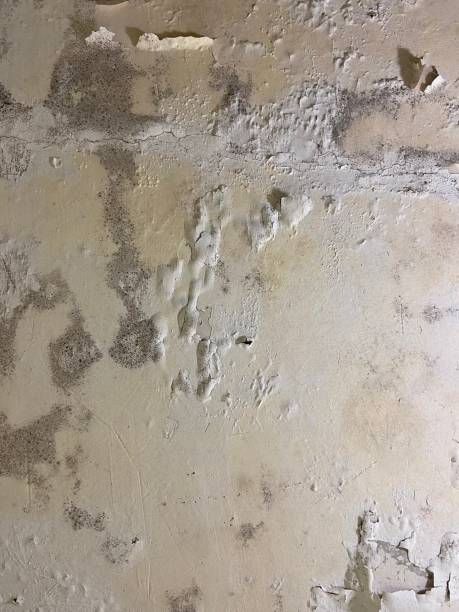 Reliable Corinth, MS Mold Removal Solutions