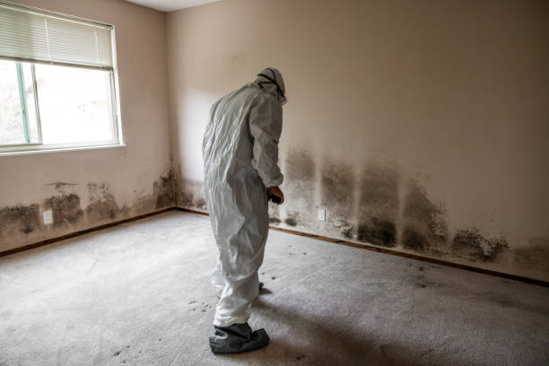 Best Mold Remediation Services  in Corinth, MS