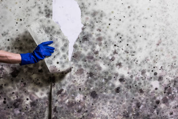 Best Mold Testing  in Corinth, MS