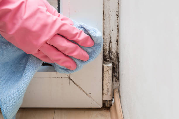 Best Certified Mold Removal  in Corinth, MS